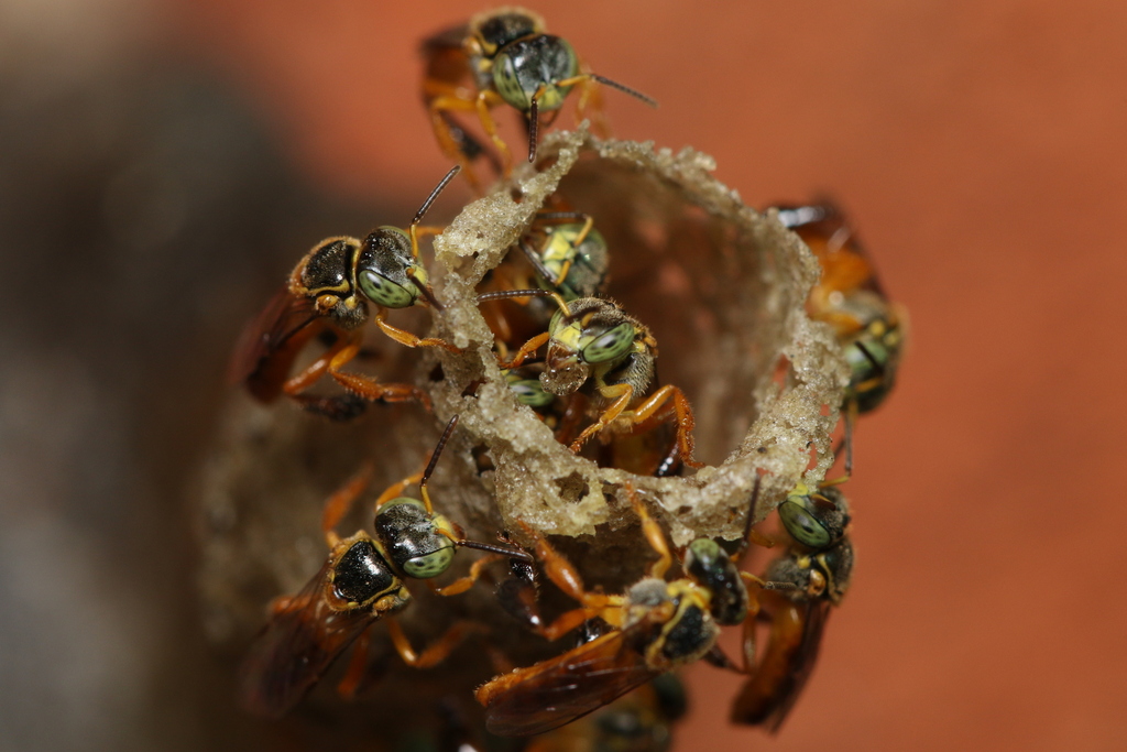 Narrow Stingless Bee