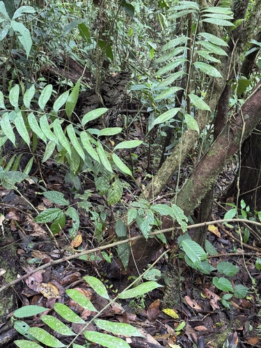 Zamia fairchildiana