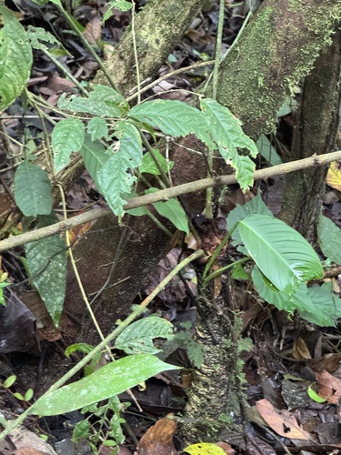 Zamia fairchildiana, photograph 2