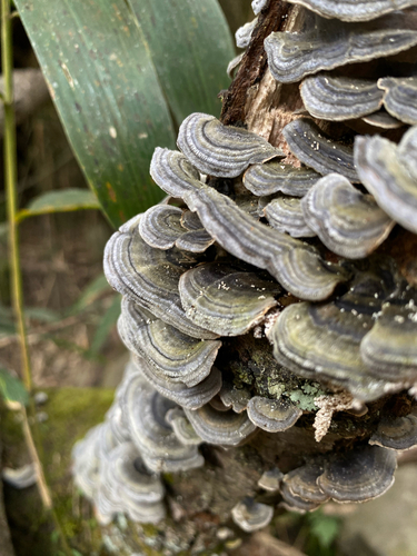 Trametes versicolor