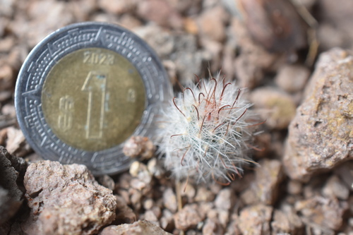 Mammillaria morentiniana