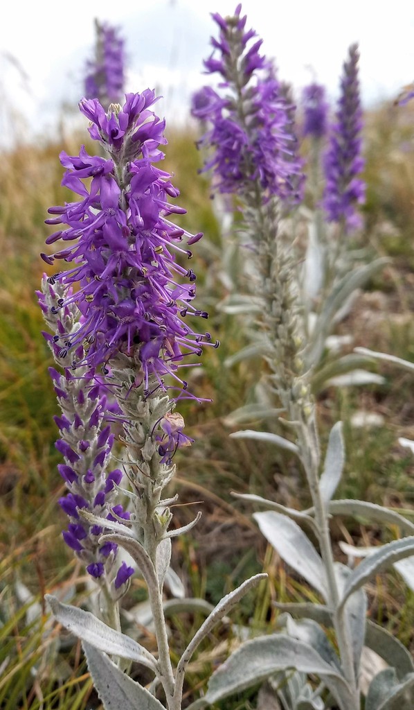 Veronica hololeuca