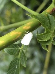 Flatormenis proxima