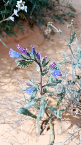 Echium trygorrhizum