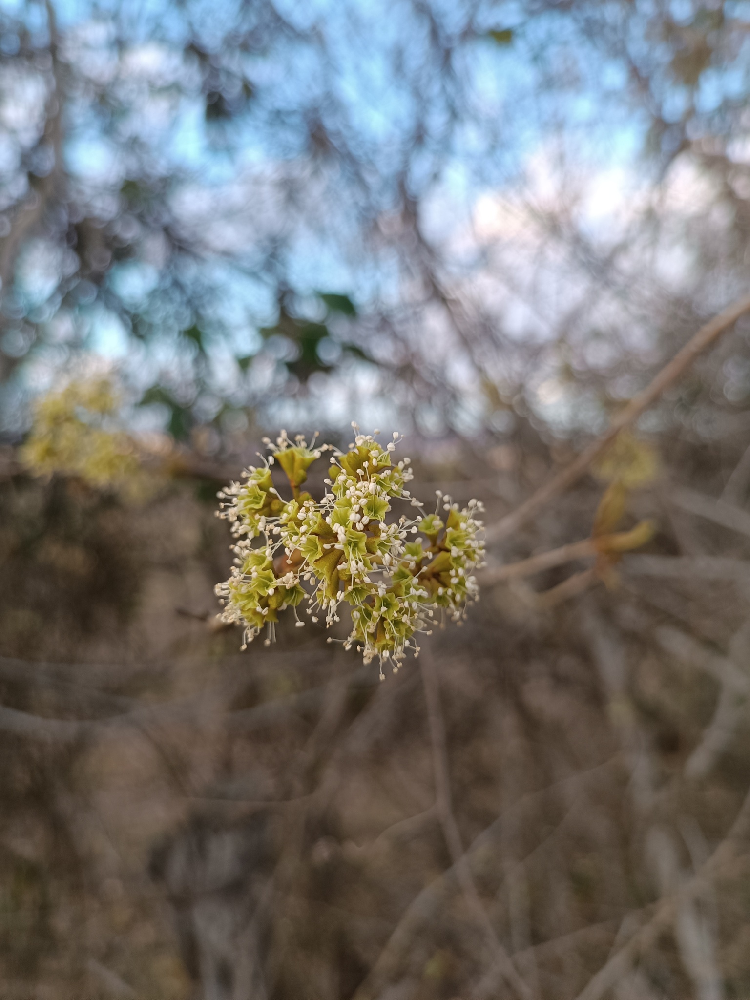 Guapira darwinii