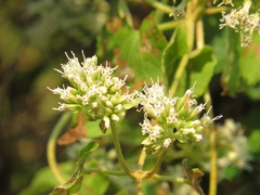 Mikania natalensis