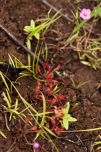 Madagascar Sundew