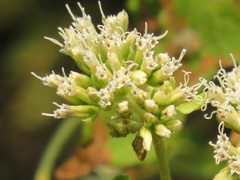 Mikania natalensis