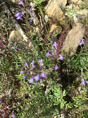 Hedeoma hyssopifolia