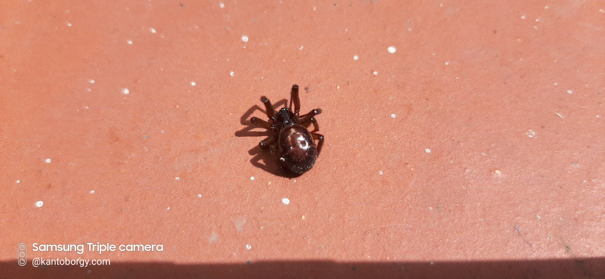 Steatoda nobilis image