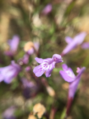 Hedeoma hyssopifolia