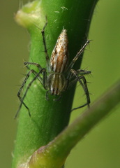 Oxyopes