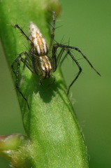 Oxyopes