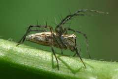 Oxyopes
