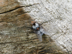 Pharyngomyia picta