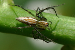 Oxyopes