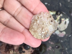 Pododesmus macrochisma