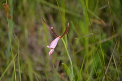 Cleistesiopsis oricamporum