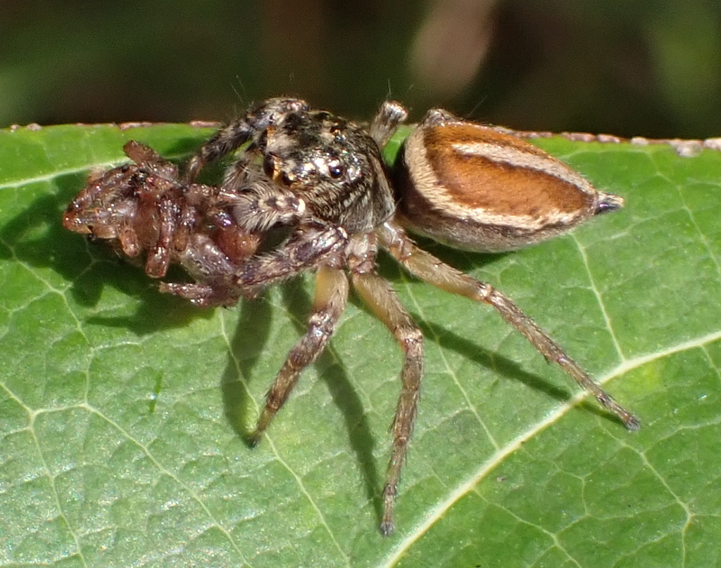 Freya decorata