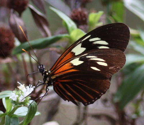 Demeter Longwing