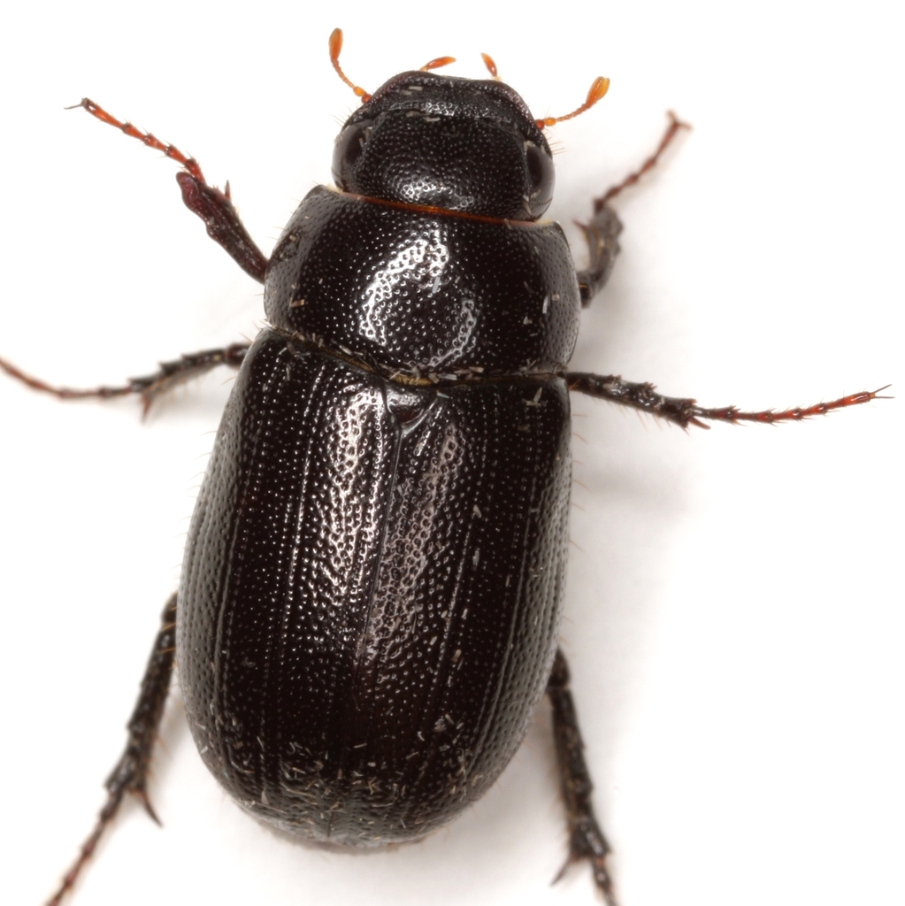 Diplotaxis mentalis