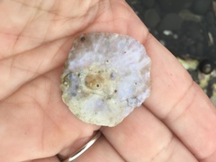 Pododesmus macrochisma