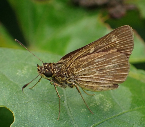 Nastra celeus celeus
