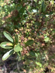 Pyracantha koidzumii