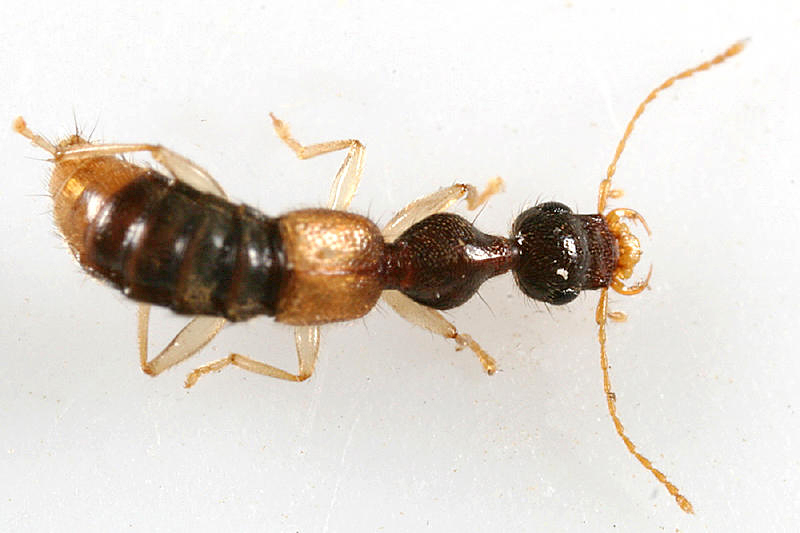 Stamnoderus