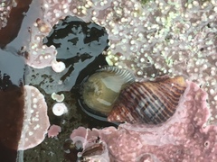Ocinebrina