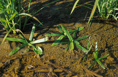 Sagittaria guayanensis