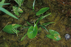 Sagittaria guayanensis