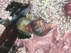 Ocinebrina