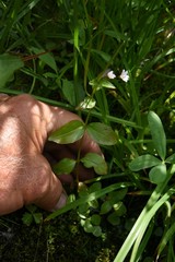 Epilobium anagallidifolium