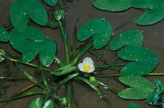 Sagittaria guayanensis