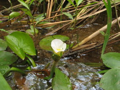 Sagittaria guayanensis