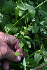 Epilobium anagallidifolium