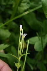 Epilobium anagallidifolium
