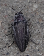 Buprestis lyrata