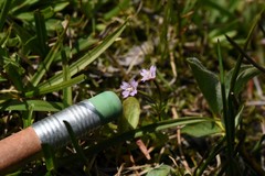 Epilobium anagallidifolium