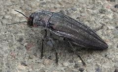 Buprestis lyrata