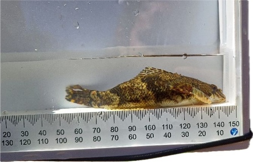Torrentfish (Cheimarrichthys fosteri) — Cheimarrichthyidae — 5