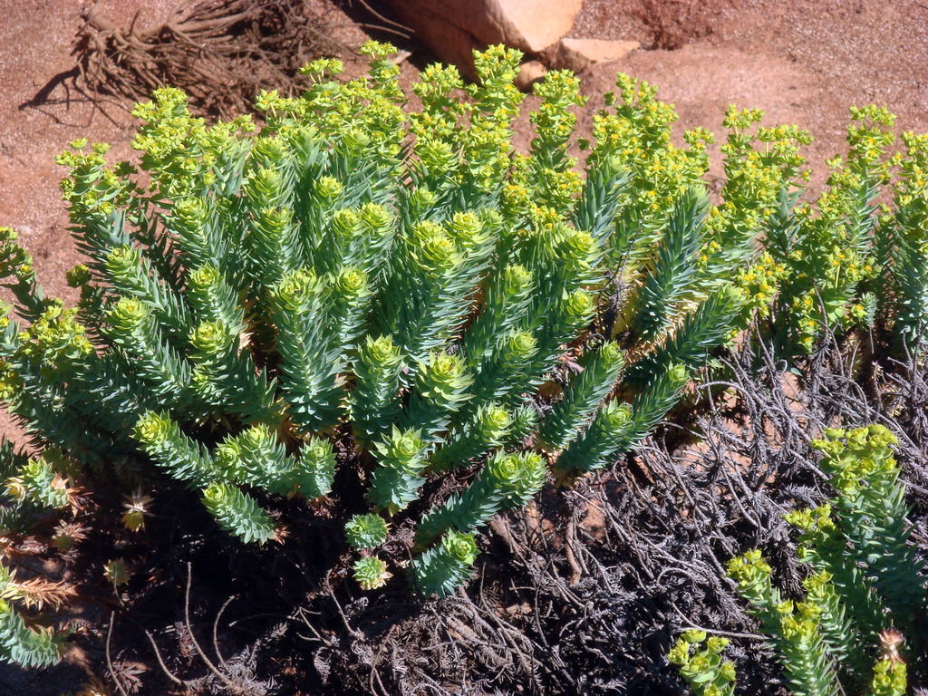 Little fir spurge