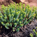 Euphorbia pithyusa - Photo no hay derechos reservados, subido por Peter de Lange