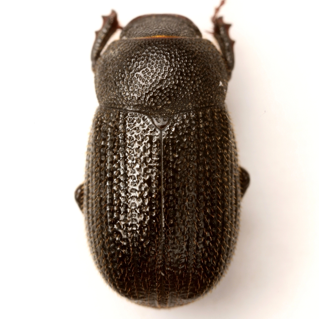 Diplotaxis muricata