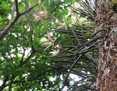 (c) Gustavo Sandres, some rights reserved (CC BY-SA) Brassavola tuberculata, photograph (c) Gustavo Sandres, some rights reserved (CC BY-SA)