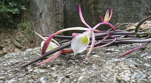Brassavola tuberculata, photograph 6