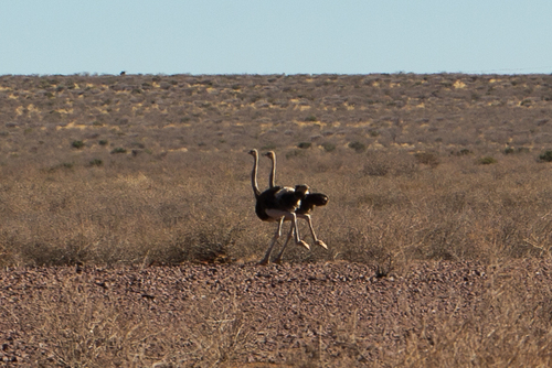 Southern Ostrich
