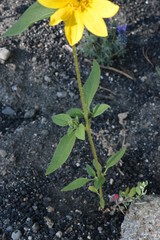 Helianthus bolanderi