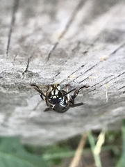 Dolichovespula maculata